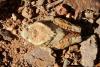 99435 – Photo : Gerard VIGO – Maroc