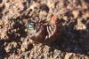 99138 – Photo : Gerard VIGO – Maroc
