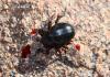 99137 – Photo : Gerard VIGO – Maroc