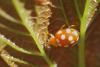 99749 – Photo : Frederic Le Touze – France (76)