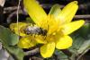 99101 – Photo : Michel Ehrhardt – France (68)