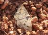 99835 – Photo : alain Roujas – Maroc
