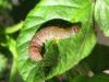 99528 – Photo : jeromebubu – France (81)