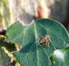 99211 – Photo : Castor – France (49)