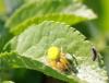 99746 – Photo : Castor – France (49)