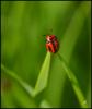 99549 – Photo : Josselyne Bayle – France (33)