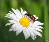 99439 – Photo : Jean-Pierre Carreras – France (31)