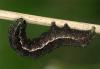99361 – Photo : Pelouard – France (72)