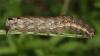 99463 – Photo : Pelouard – France (72)