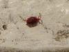 99230 – Photo : Jean-Jacques Laffitte – France (17)