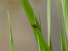 99173 – Photo : Jean-Jacques Laffitte – France (17)