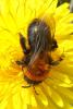 99074 – Photo : Patrick Le Mao – France (35)