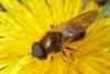 99145 – Photo : Patrick Le Mao – France (35)