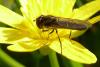 99506 – Photo : Patrick Le Mao – France (35)