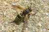 99669 – Photo : Patrick Le Mao – France (35)