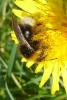 99768 – Photo : Patrick Le Mao – France (22)