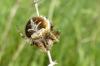 99926 – Photo : Patrick Le Mao – France (22)
