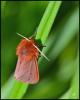 99580 – Photo : Josselyne Bayle – France (33)