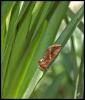 99647 – Photo : Josselyne Bayle – France (33)
