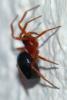99733 – Photo : Jean-Jacques PORTENEUVE – France (34)