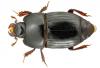 Platysoma compressum