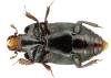 Platysoma compressum