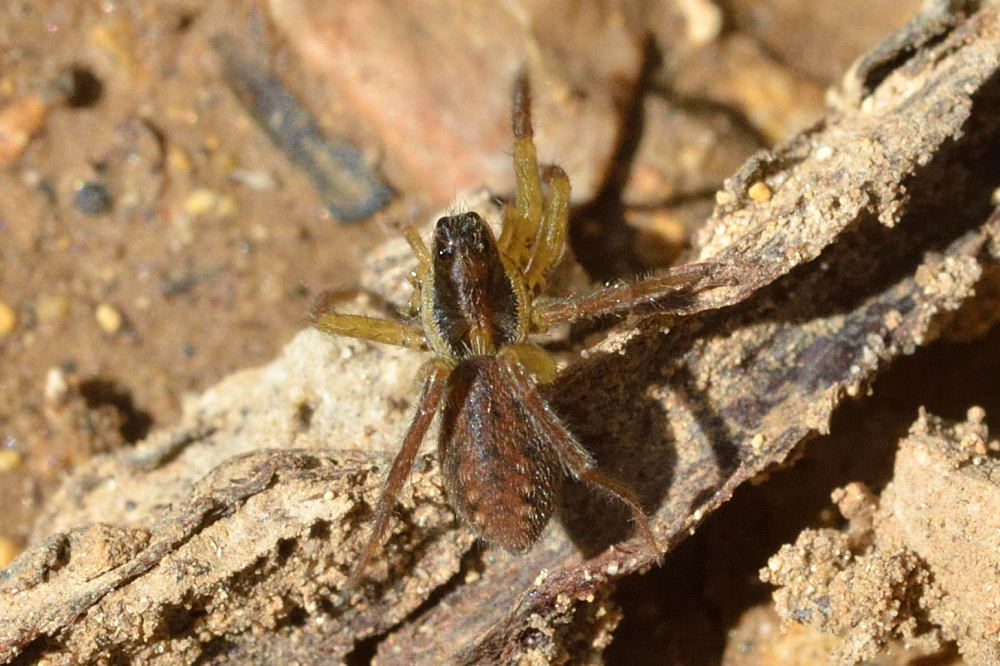 Fabricius - Hogna radiata - réf. 99150 (1000 x 666 pixels, 199 ko)