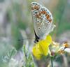 315 – Photo : Michel Guttin – France (69)
