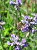 441 – Photo : Melipone – France (00)
