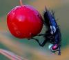 598 – Photo : Michel Guttin – France (69)