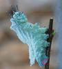 Attacus atlas