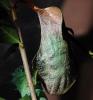 Attacus atlas