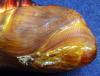 Attacus atlas