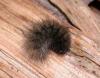 Phragmatobia fuliginosa