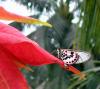 508 – Photo : Michel Guttin – Madagascar