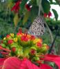 509 – Photo : Michel Guttin – Madagascar