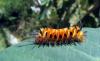 511 – Photo : Michel Guttin – Madagascar