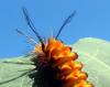 513 – Photo : Michel Guttin – Madagascar