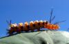 514 – Photo : Michel Guttin – Madagascar