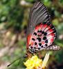 515 – Photo : Michel Guttin – Madagascar