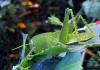 518 – Photo : Michel Guttin – Madagascar