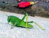 519 – Photo : Michel Guttin – Madagascar