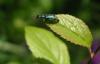 135 – Photo : jeromephoto – France (42)