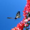488 – Photo : Michel Guttin – Madagascar