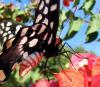 489 – Photo : Michel Guttin – Madagascar