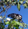 494 – Photo : Michel Guttin – Madagascar