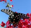 498 – Photo : Michel Guttin – Madagascar