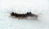 407 – Photo : Michel Guttin – Madagascar
