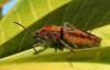 409 – Photo : Michel Guttin – Madagascar