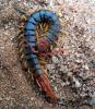 442 – Photo : Michel Guttin – Madagascar